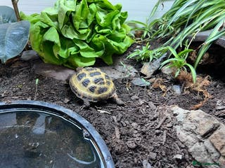Tortoise reptiles Corey - Horsfield’s tortoise - Advert 6