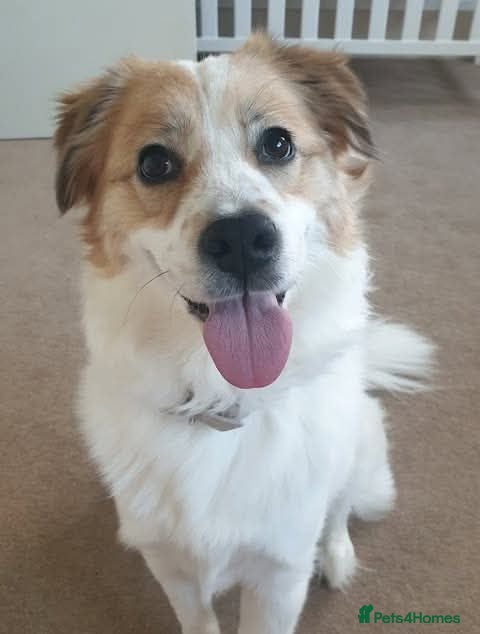 Mixed Breed dogs Meet Phoenix, currently residing in Duston - Advert 1