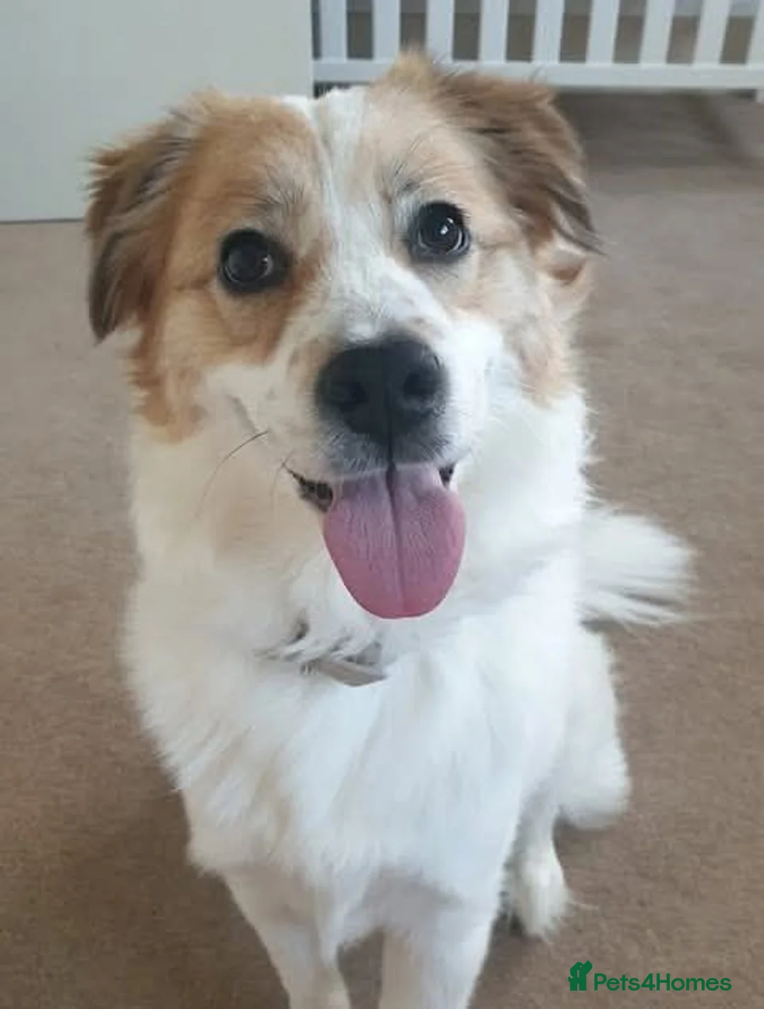 Mixed Breed dogs for adoption: Meet Phoenix, currently residing in Duston in Northampton - Advert 1