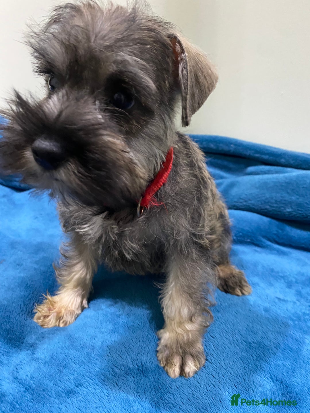 Miniature Schnauzer dogs for sale: Miniature schnauzer puppies  - Advert 8