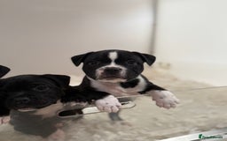 Staffordshire Bull Terrier dogs for sale: Outstanding KC blue gene carriers - Image 27