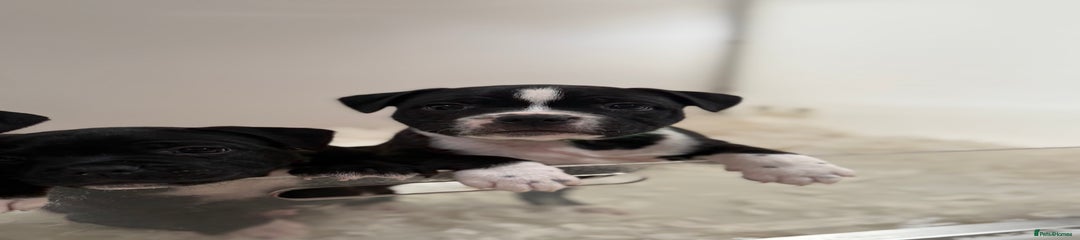 Staffordshire Bull Terrier Puppy 3