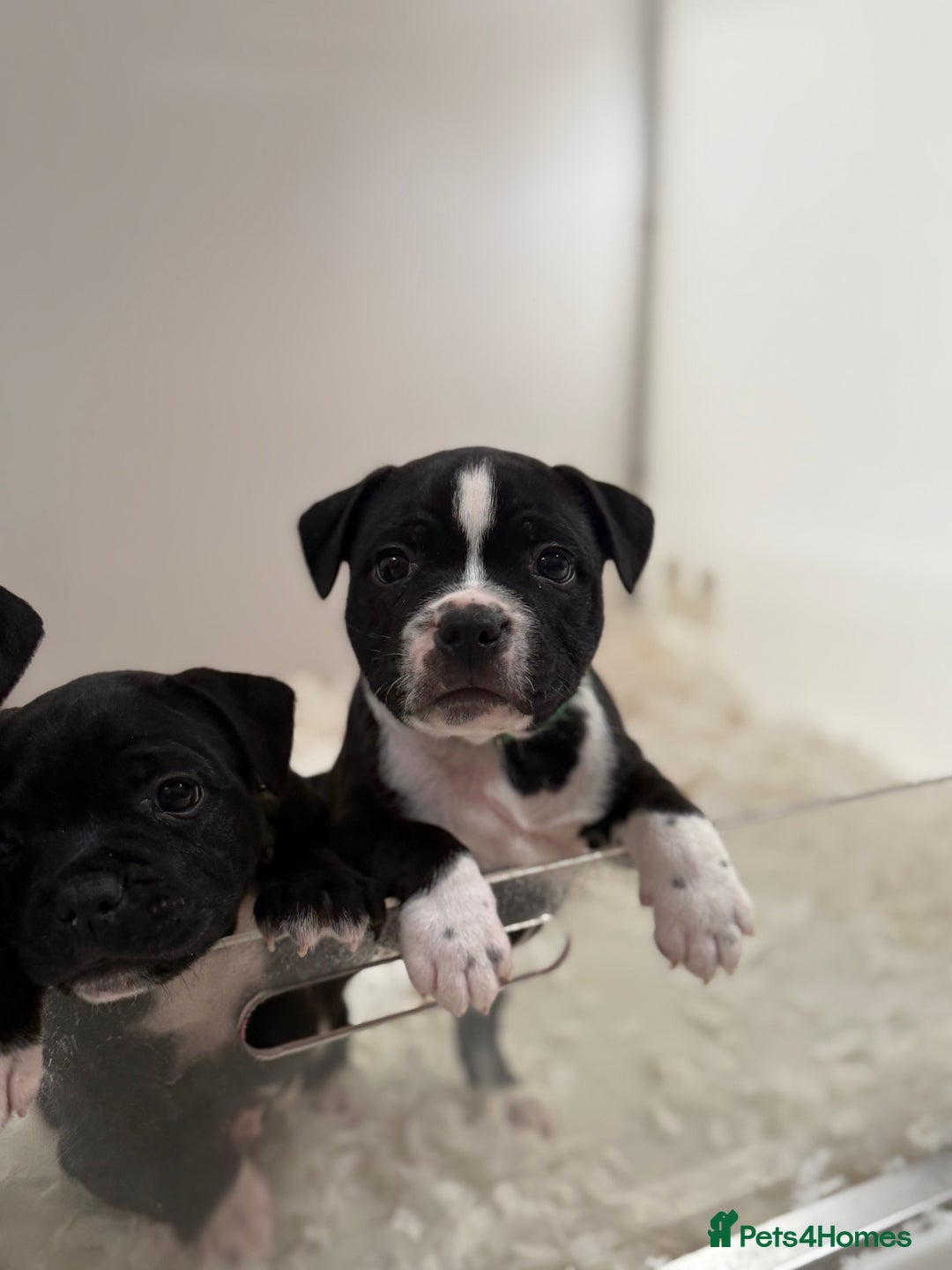 Staffordshire Bull Terrier dogs for sale: Outstanding KC blue gene carriers - Image 27