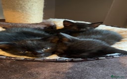 Mixed Breed cats for sale: Black/Black&White Kittens For Sale - Image 14