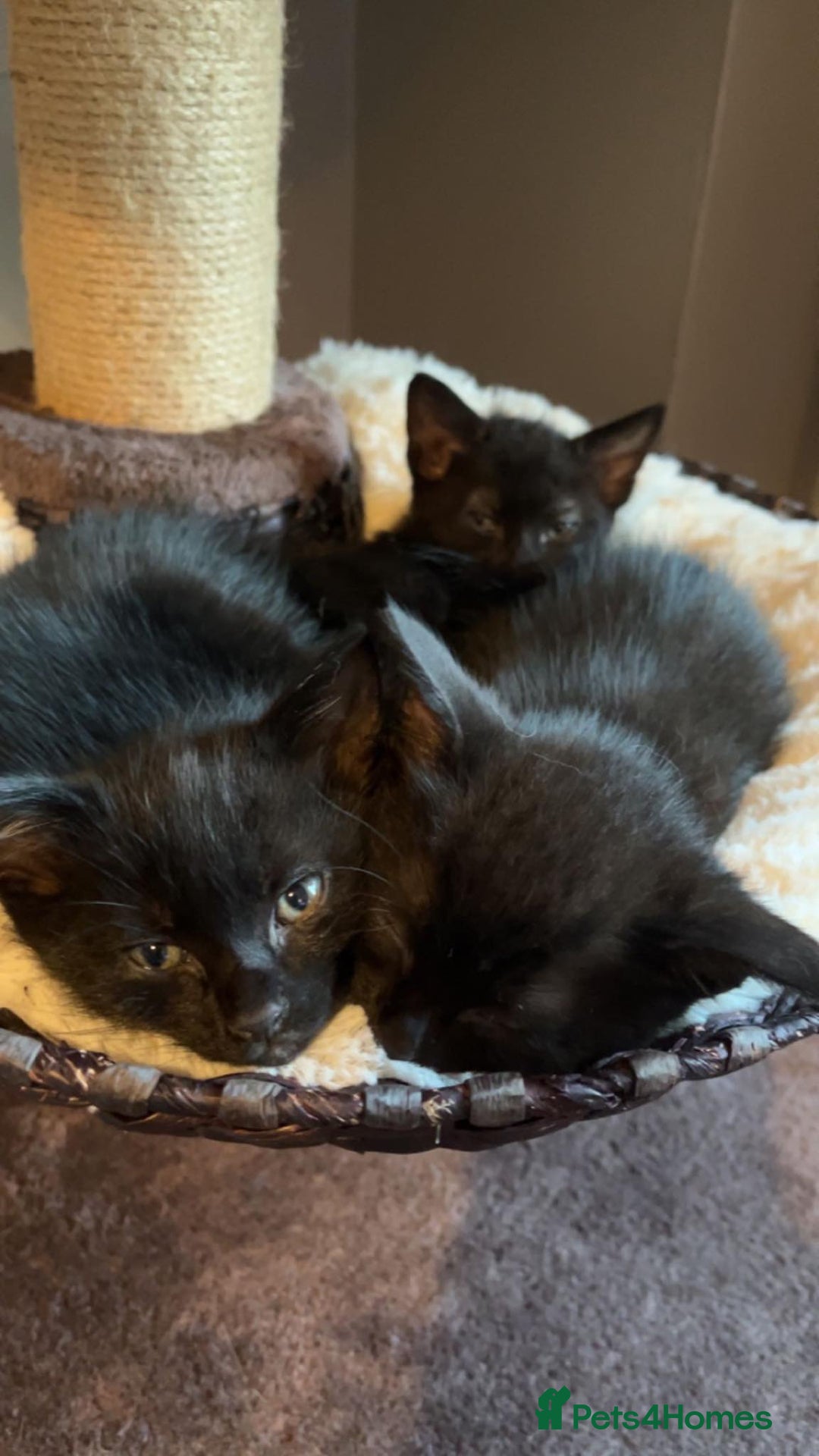 Mixed Breed cats for sale: Black/Black&White Kittens For Sale - Image 14