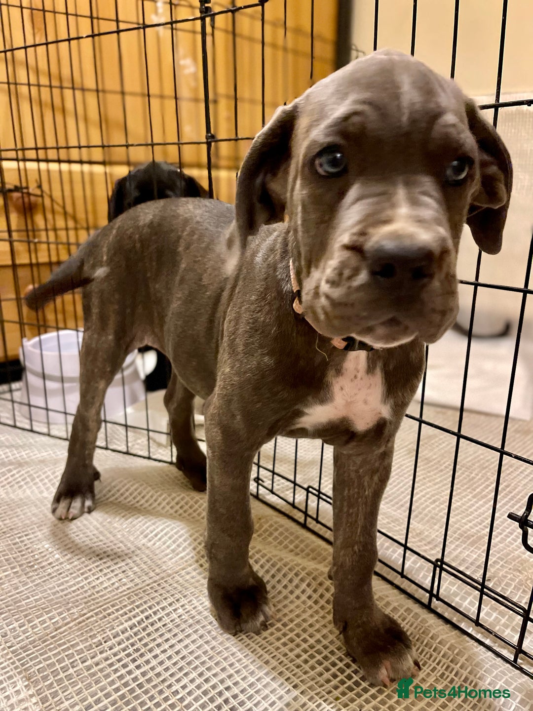 Cane Corso dogs for sale: CANE CORSO puppies  in Tamworth - Image 3