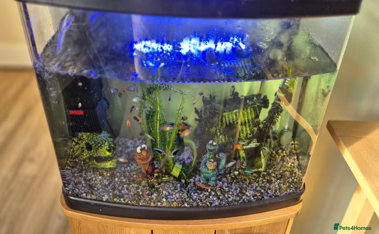 Platies fish Tropical Fish with Tank and Fish - Advert 1