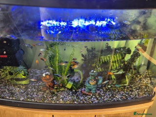 Platies fish Tropical Fish with Tank and Fish - Advert 1
