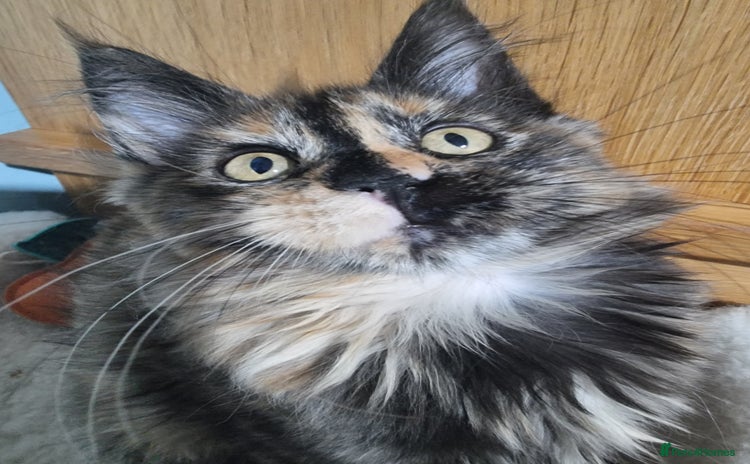 Maine Coon cats - Advert 1