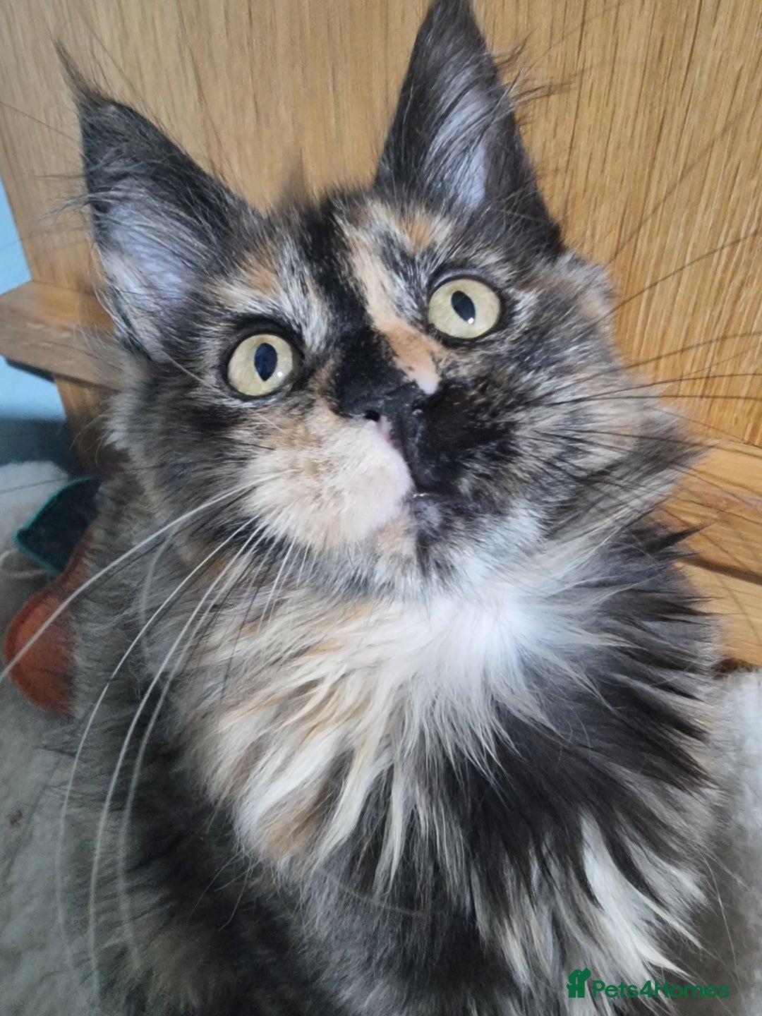 Maine Coon cats for sale: Pedigree GCCF Registered Maincoon Kittens - Image 1