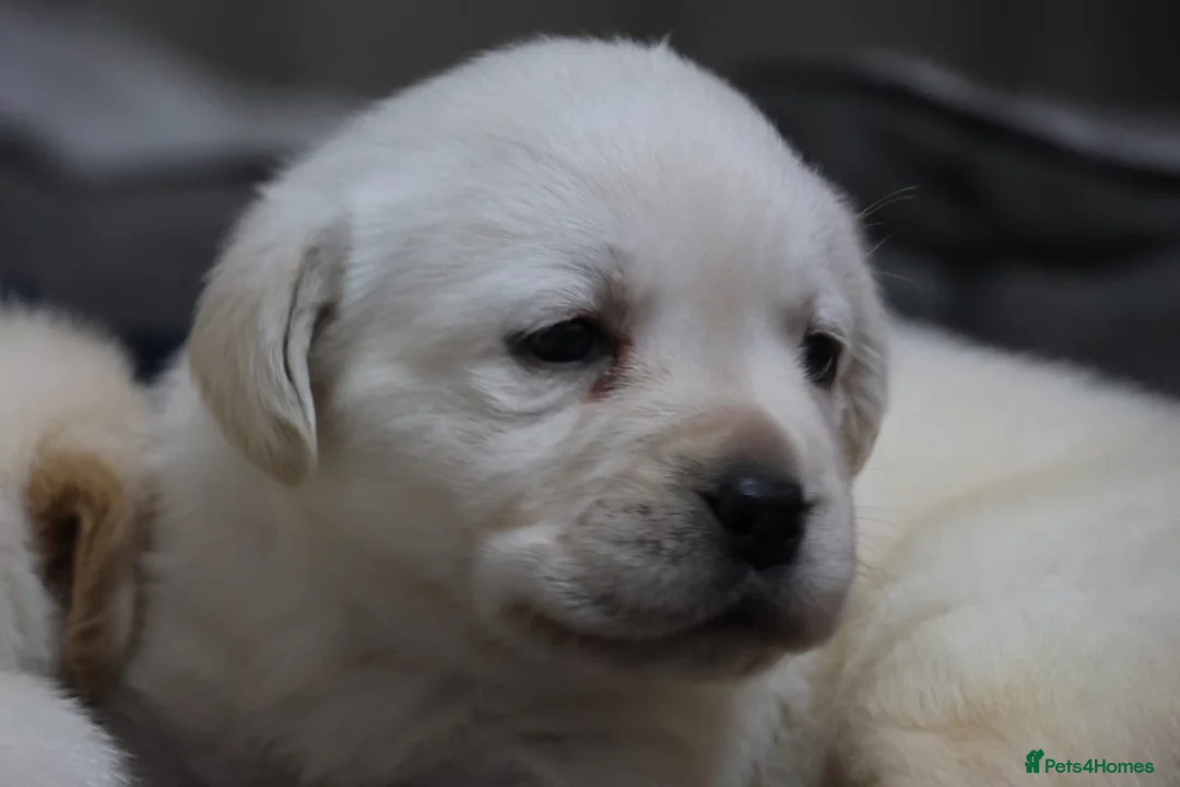 Goldador dogs for sale: Extensively Health tested, Chunky, Great with kids - Advert 1
