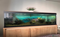 Catfish fish for sale: Fish tank  with stand 200L  - Image 2