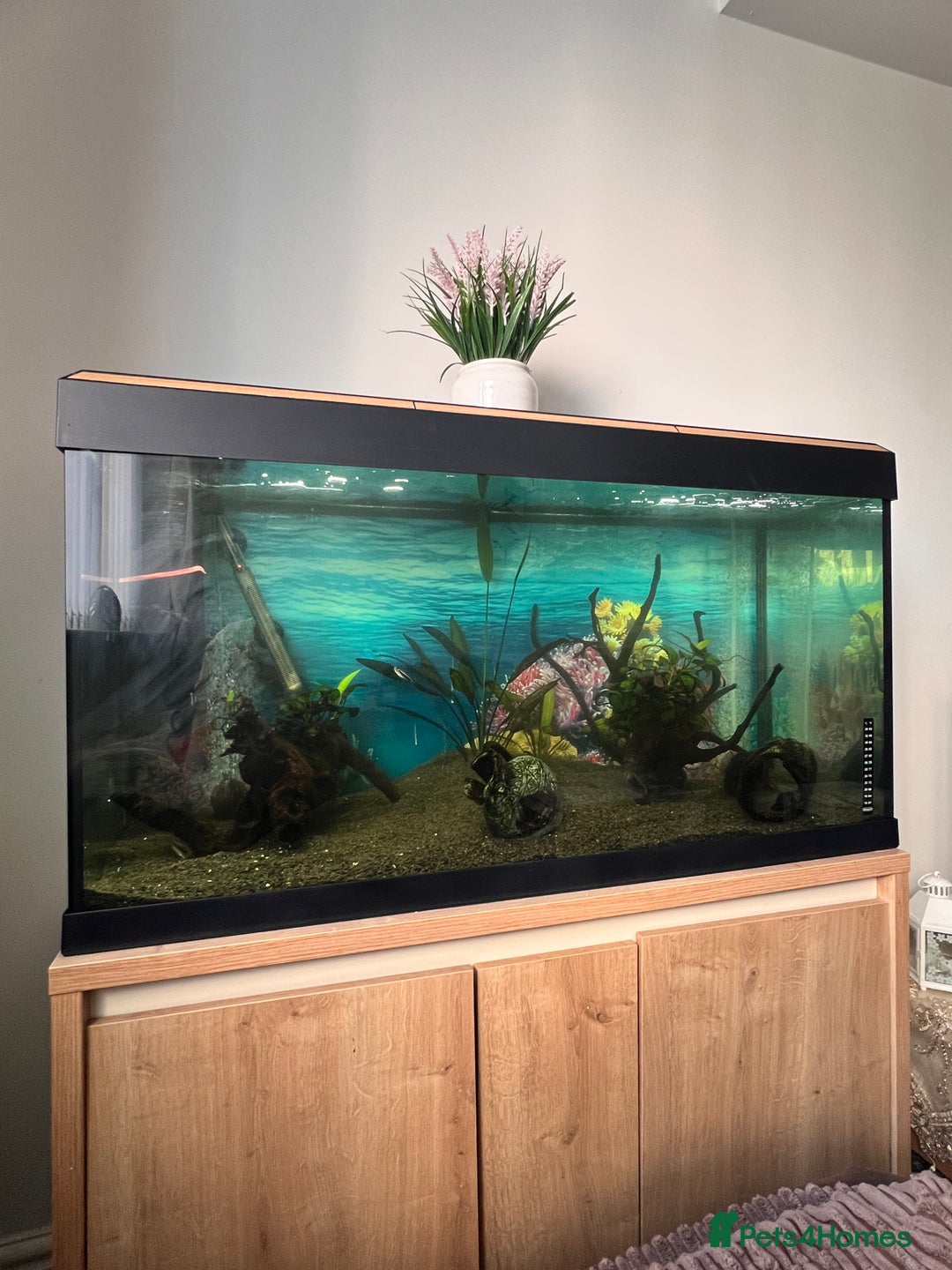 Catfish fish for sale: Fish tank  with stand 200L  - Image 2