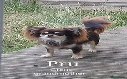 Chihuahua dogs for sale: Only one beautiful boy left,he's totally stunning  - Image 24