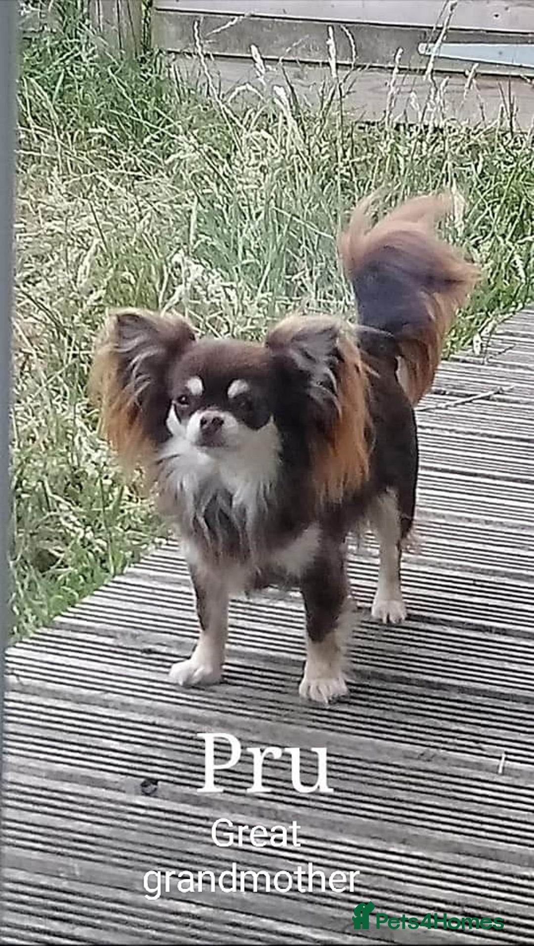Chihuahua dogs for sale: Only one beautiful boy left,he's totally stunning  - Image 24
