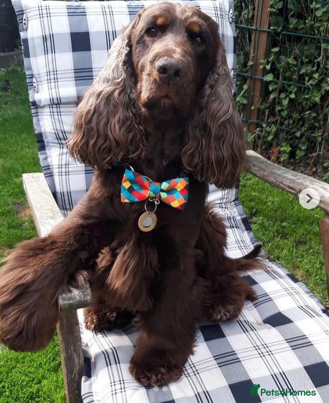 Cocker Spaniel dogs for sale: Top quality fully health tested show cocker pups - Image 9