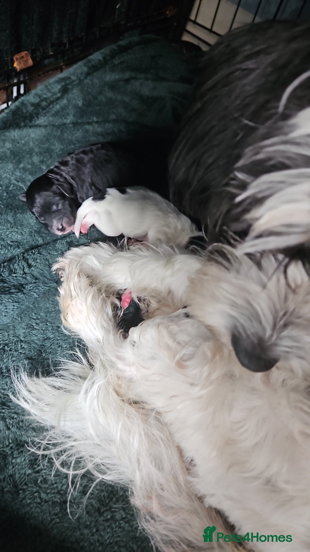 Cavapoo dogs for sale: My Beautiful  girl has had her 1st and only litter - Image 10