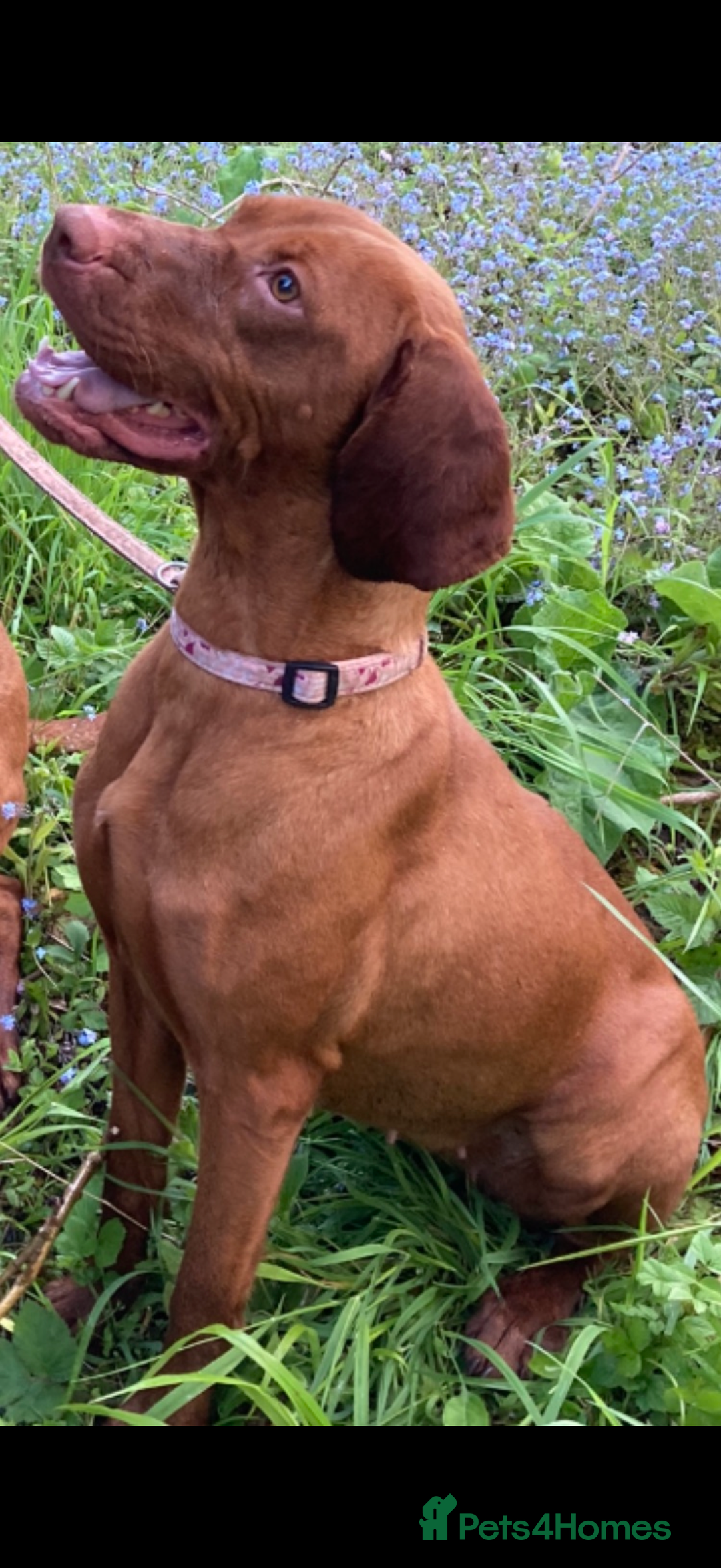 Hungarian Vizsla dogs for sale: KC Reg. Hungarian Vizsla puppies - Advert 4