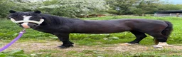 Other Breed horses for sale: Beauty by name beauty by nature  - Advert 2