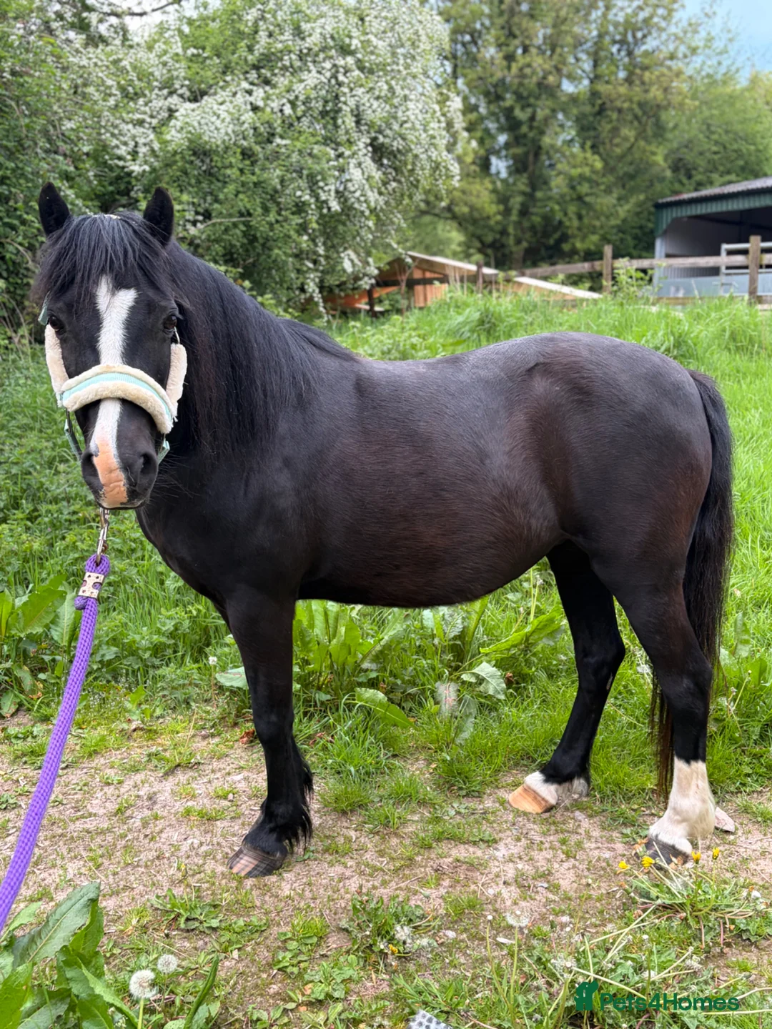 Other Breed horses for sale: Beauty by name beauty by nature  - Advert 2