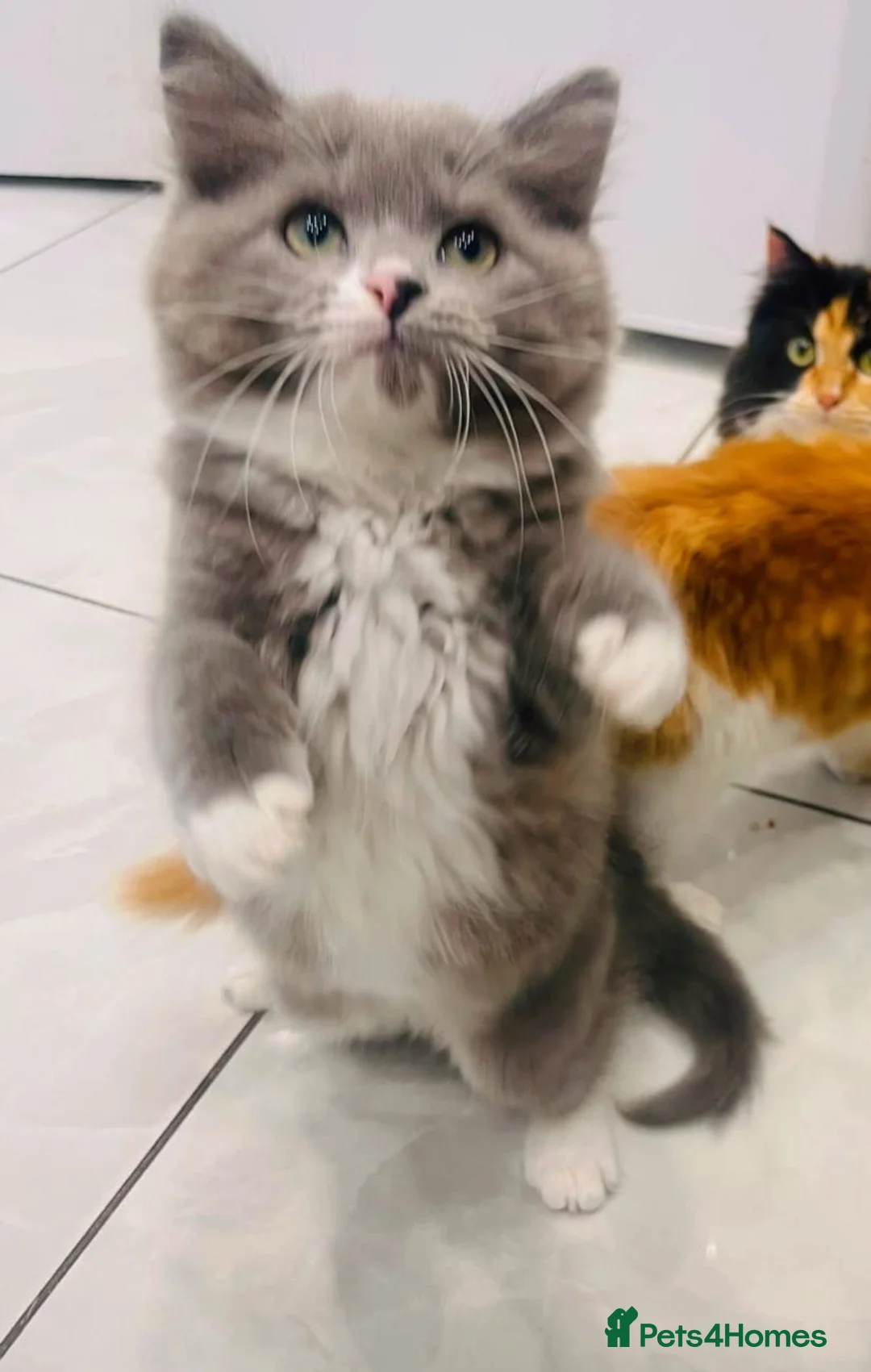 Ragdoll cats for sale: Championship bloodline RagdollxRagamuffin*3 kitten - Advert 7