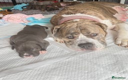 Mixed Breed dogs for sale: Beautiful American bulldog x cane corso puppies - Image 24