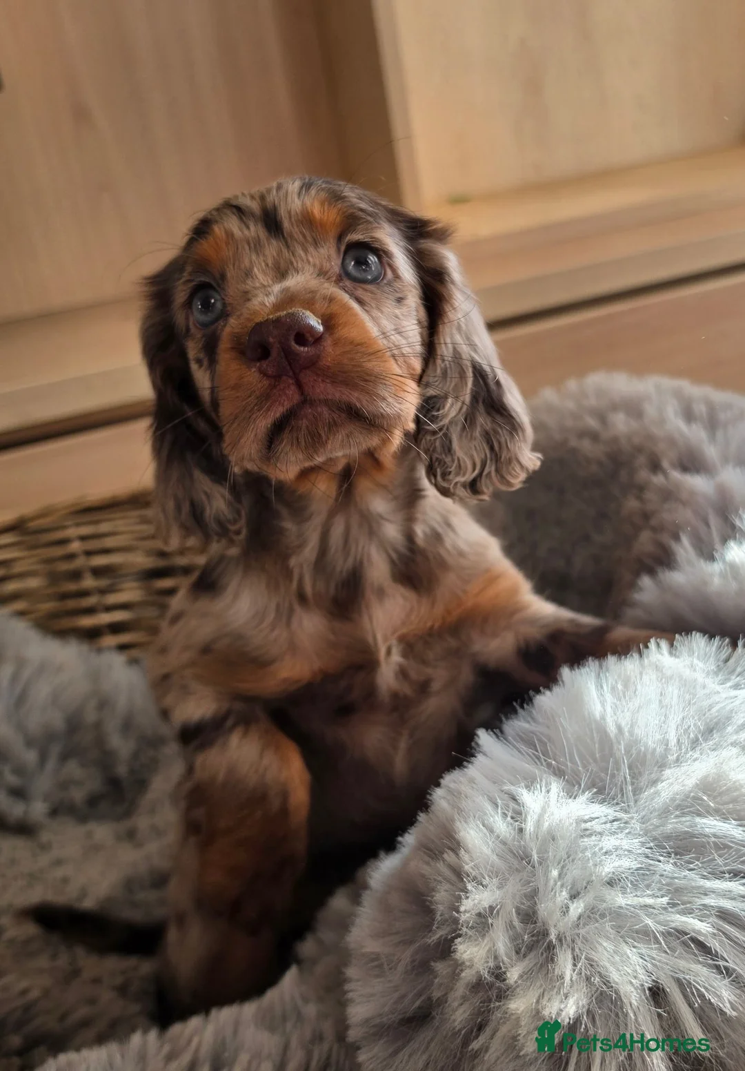 Cocker Spaniel dogs for sale: Working Type Cocker Spaniels - Advert 2