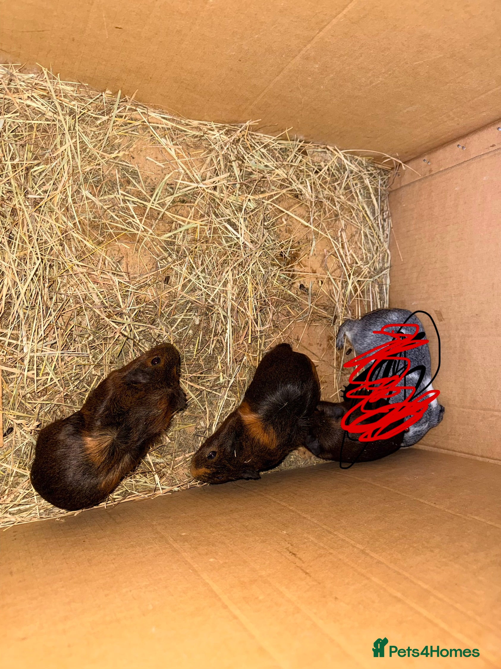 Guinea Pig rodents Baby sow guinea pigs  - Advert 16