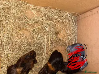 Guinea Pig rodents Baby sow guinea pigs - Advert 16