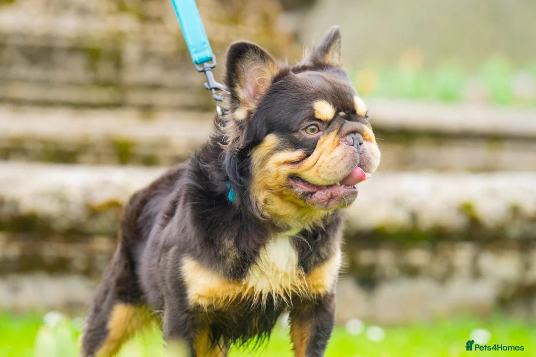 French Bulldog dogs for stud: Visual Big 🧶 Fluffy Stud in Abertillery - Advert 7