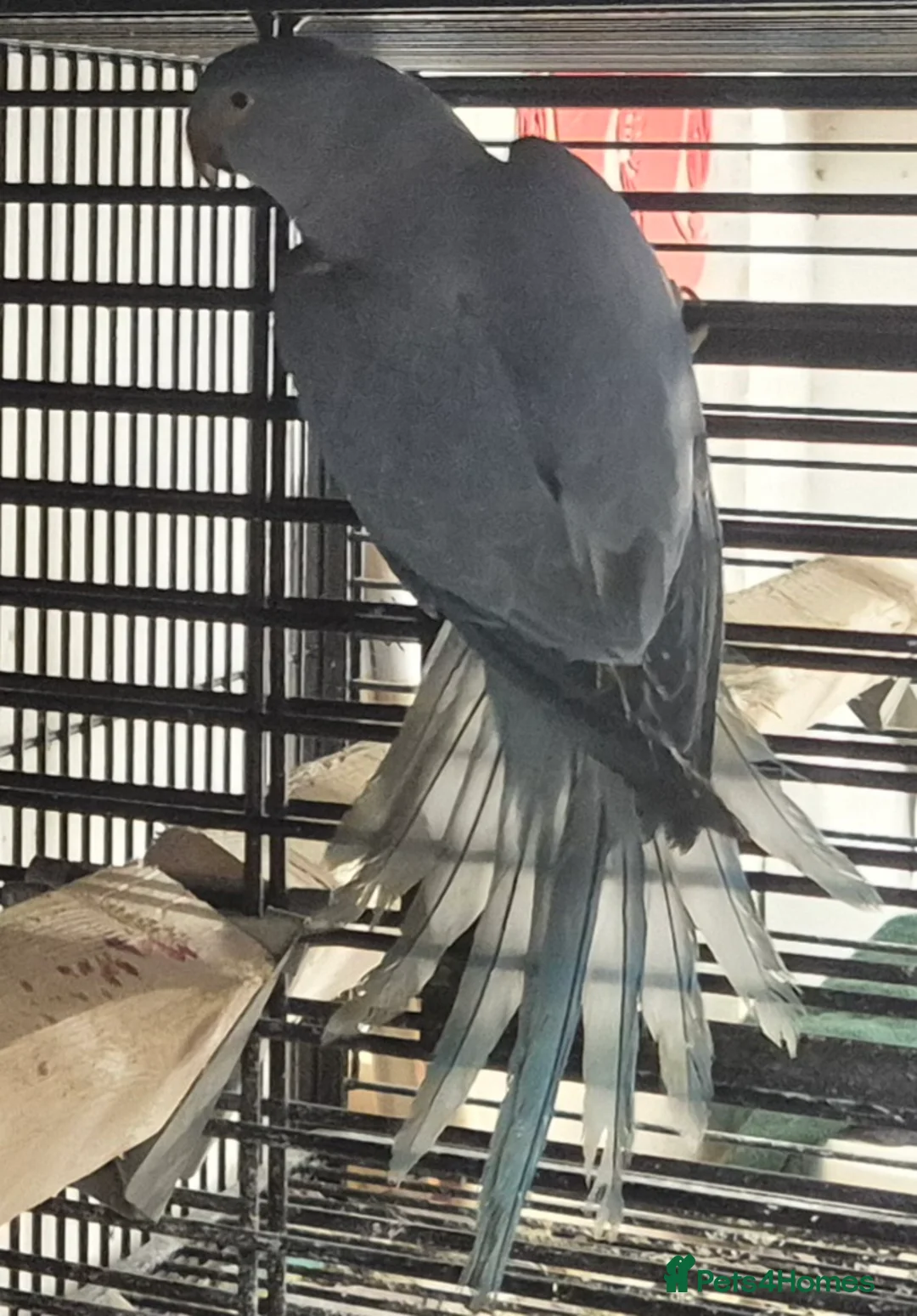 Parakeets birds for sale: Finches canarys parakeets parrots  - Advert 9