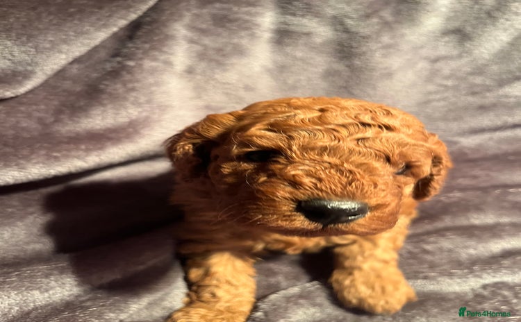 Cavapoo dogs - Advert 1