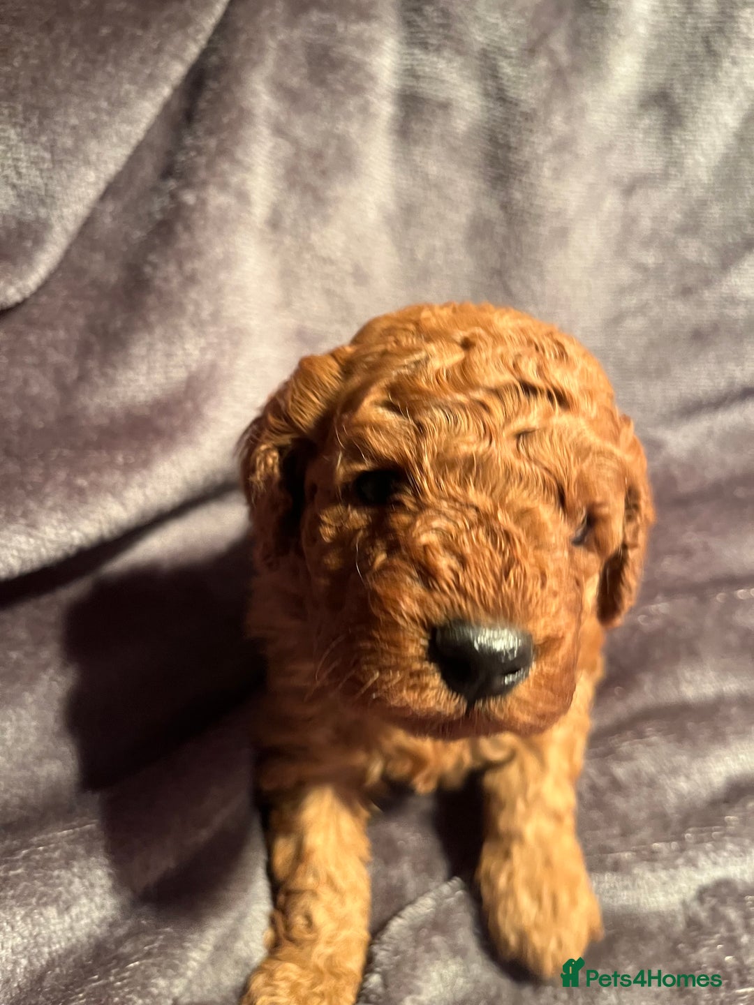 Cavapoo dogs for sale: Cavapoo puppies  - Image 1