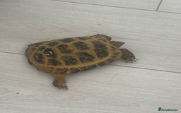 Tortoise reptiles for sale: Horse field tortoise  - Image 3