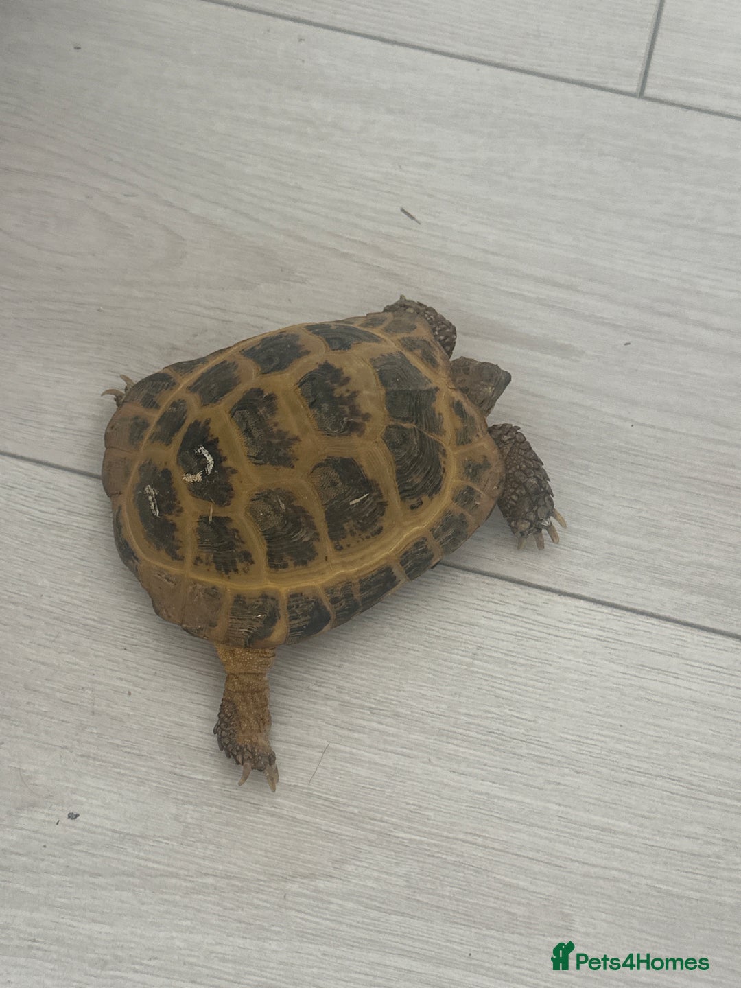 Tortoise reptiles for sale: Horse field tortoise  - Image 3