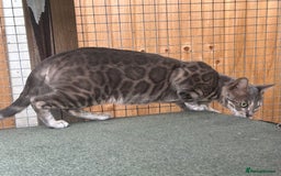 Bengal cats for sale: Striking Blue TICA Male Bengal Kittens 💙  - Image 40