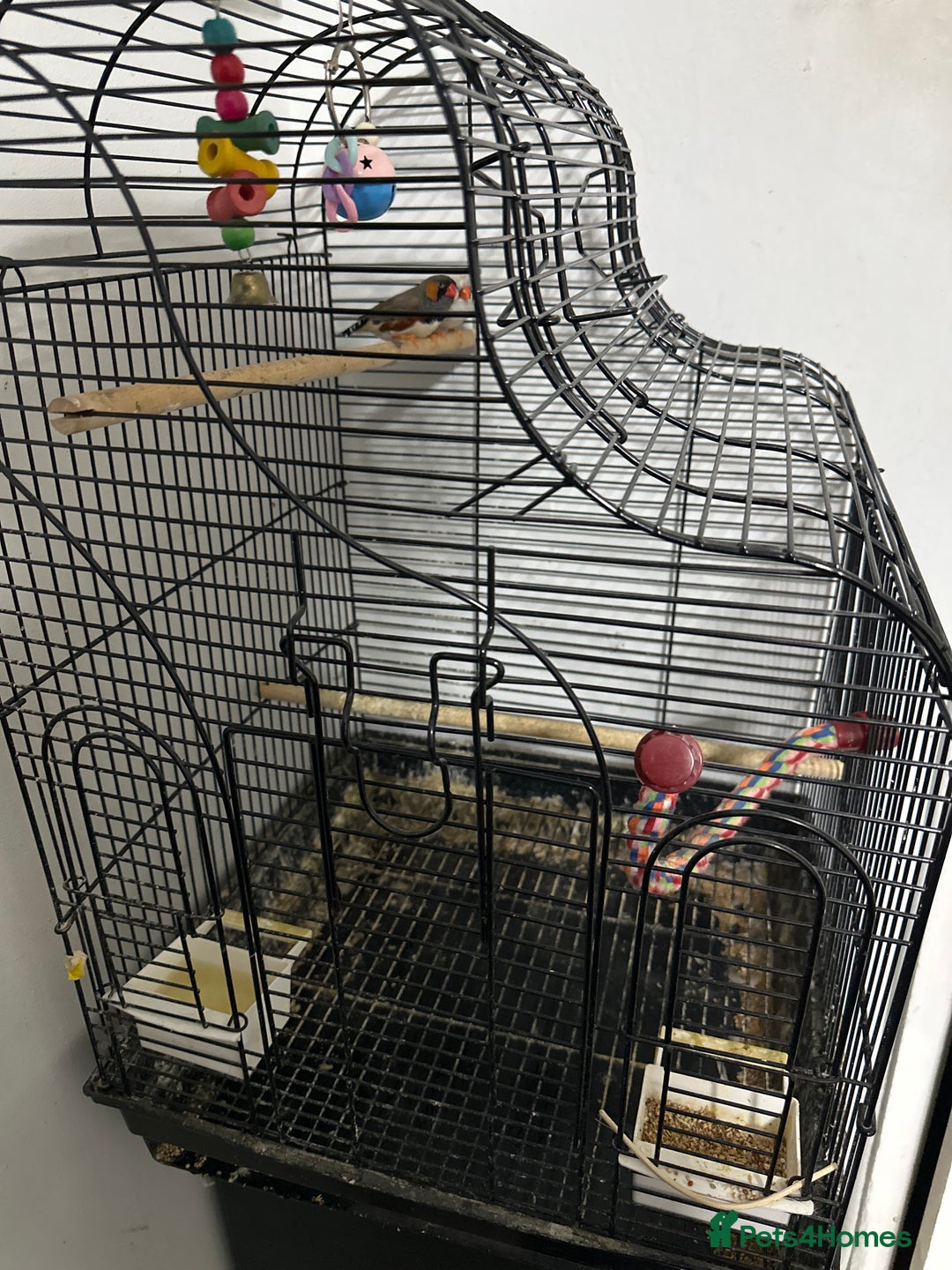 Finches birds for sale: Finches  - Advert 3