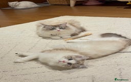 Ragdoll cats for sale: Beautiful Ragdoll gccf registered - Image 13