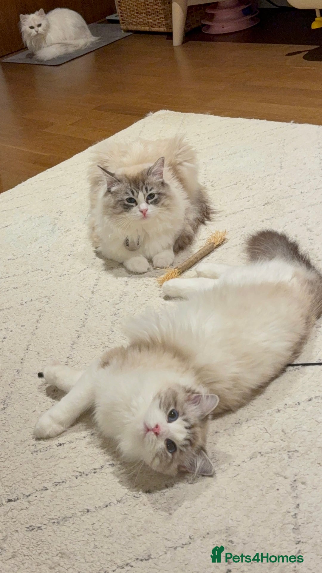 Ragdoll cats for sale: Beautiful Ragdoll gccf registered - Image 13