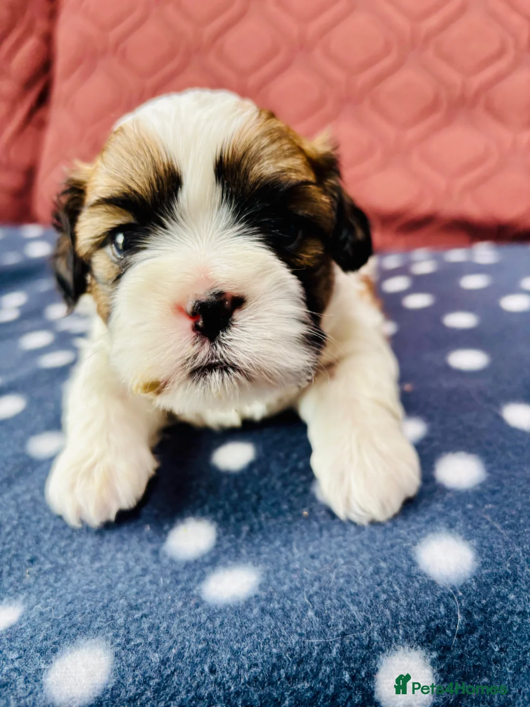 Shih Tzu dogs for sale: Beautiful KC Reg puppies 1 girl & 3 boys  in Watford - Advert 2