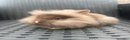 Mini Lion Lop rabbits for sale: Ready to go lionhead lops now reduced - Advert 35