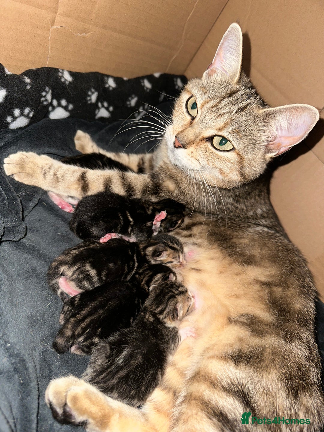 Mixed Breed cats for sale: Beautiful Tabby Kittens For Sale  - Image 2