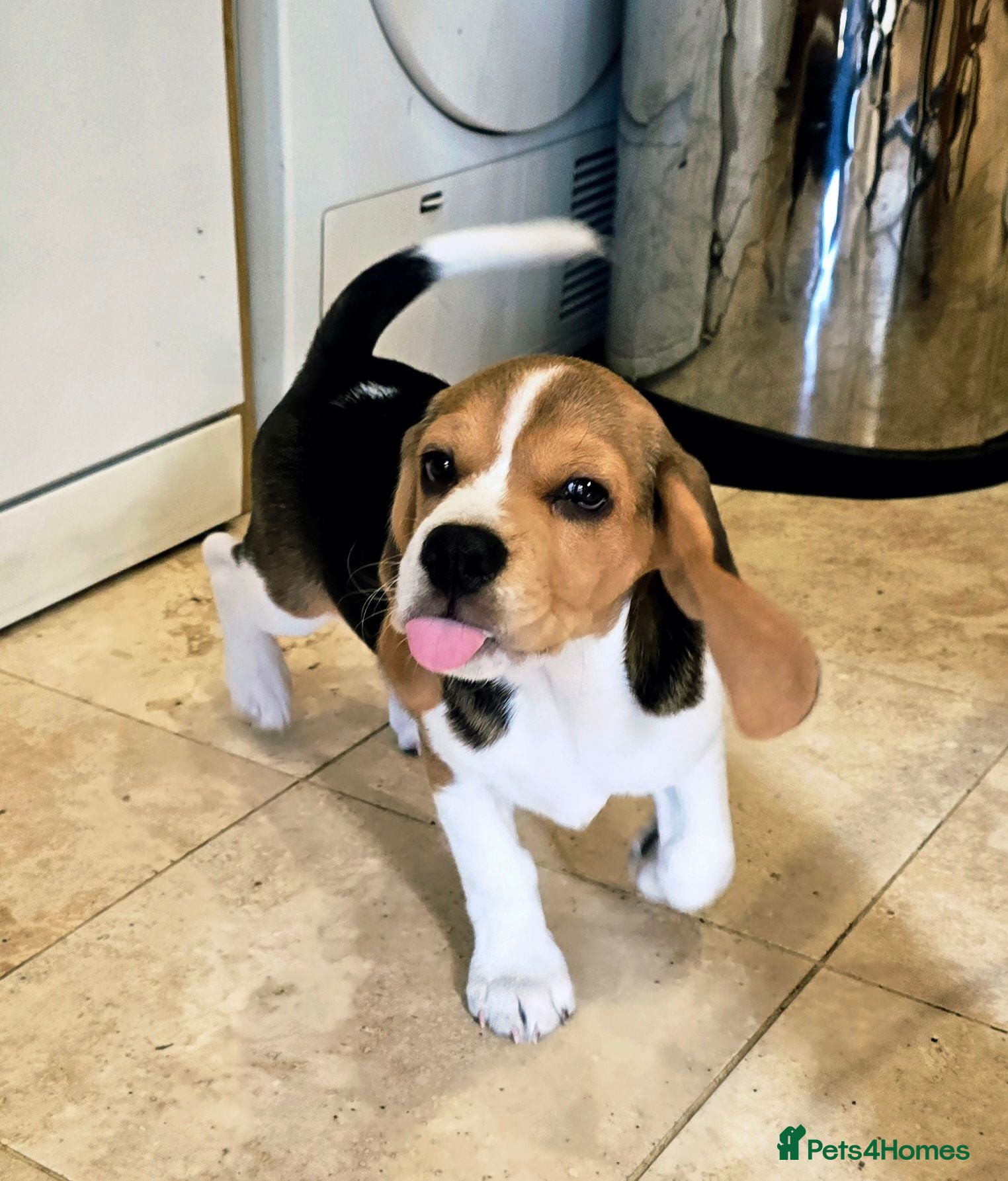 Beagle dogs One Left!- KC Reg Champion Bloodline Beagle Girl - Advert 2