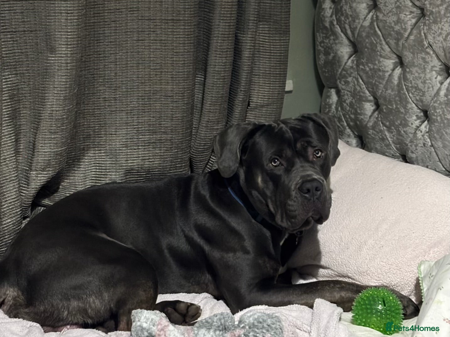 Cane Corso dogs ✨Available for stud ✨ - Advert 16