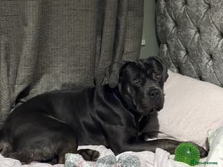 Cane Corso dogs ✨Available for stud ✨ - Advert 16