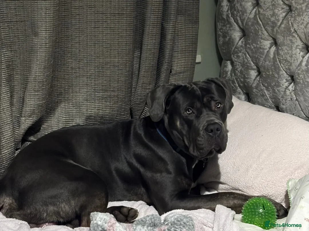 Cane Corso dogs for stud: ✨Available for stud ✨ - Advert 1