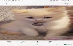 Ragdoll cats for sale: Ragdoll kitten - Image 3