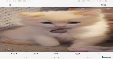 Ragdoll cats - Advert 11