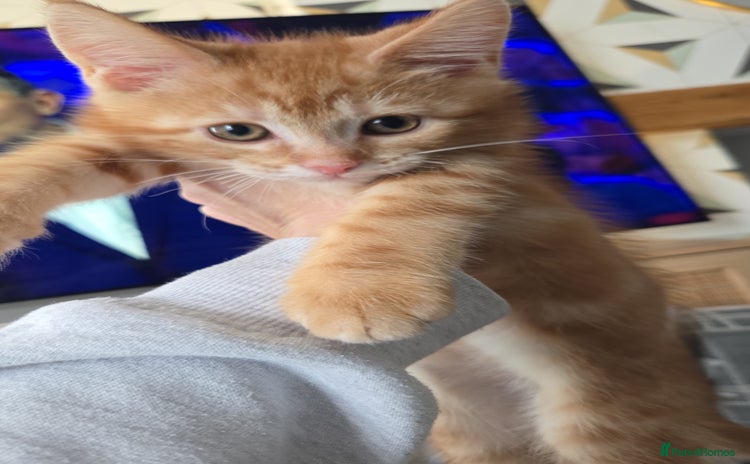 Maine Coon cats - Advert 5