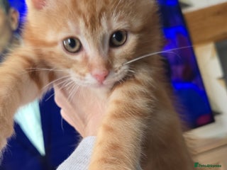 Maine Coon cats - Advert 29